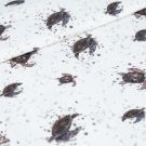 100x150 cm baumwolljersey digitaldruck meeresschildkröten offwhite blooming fabrics